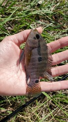 Cichlasoma bimaculatum