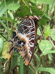 Charaxes pollux