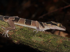 Cyrtodactylus macrotuberculatus