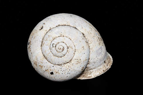 Chocolate-band Snail, Santander, Cantabria, España, photo 10 of 10