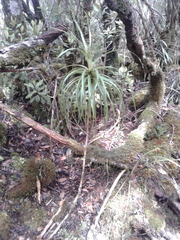 Dracophyllum elegantissimum