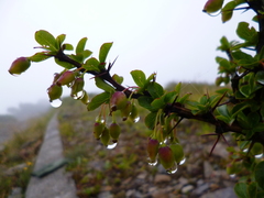 Berberis morrisonensis