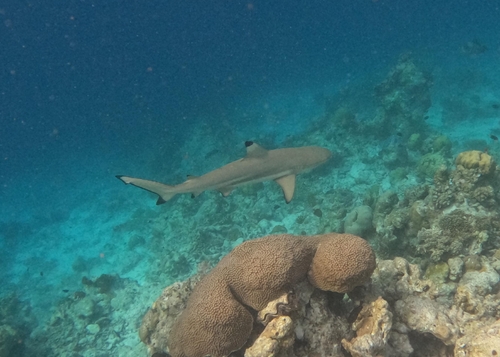 Carcharhinus melanopterus