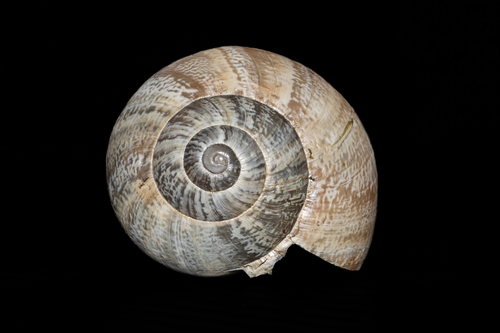 Eobania vermiculata