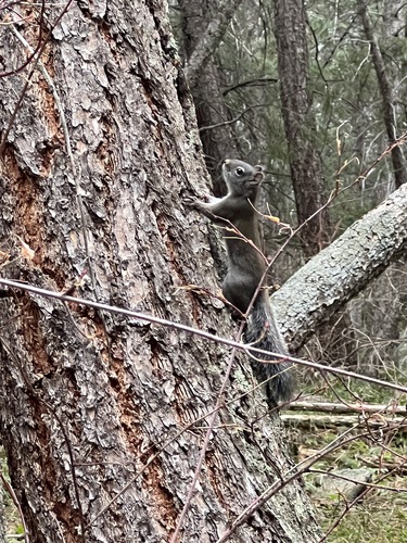 Fremont's Squirrel observed by elandry