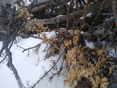 Dictamnus angustifolius