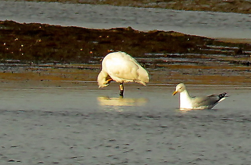 Eurasian Spoonbill (Platalea leucorodia), photo 4