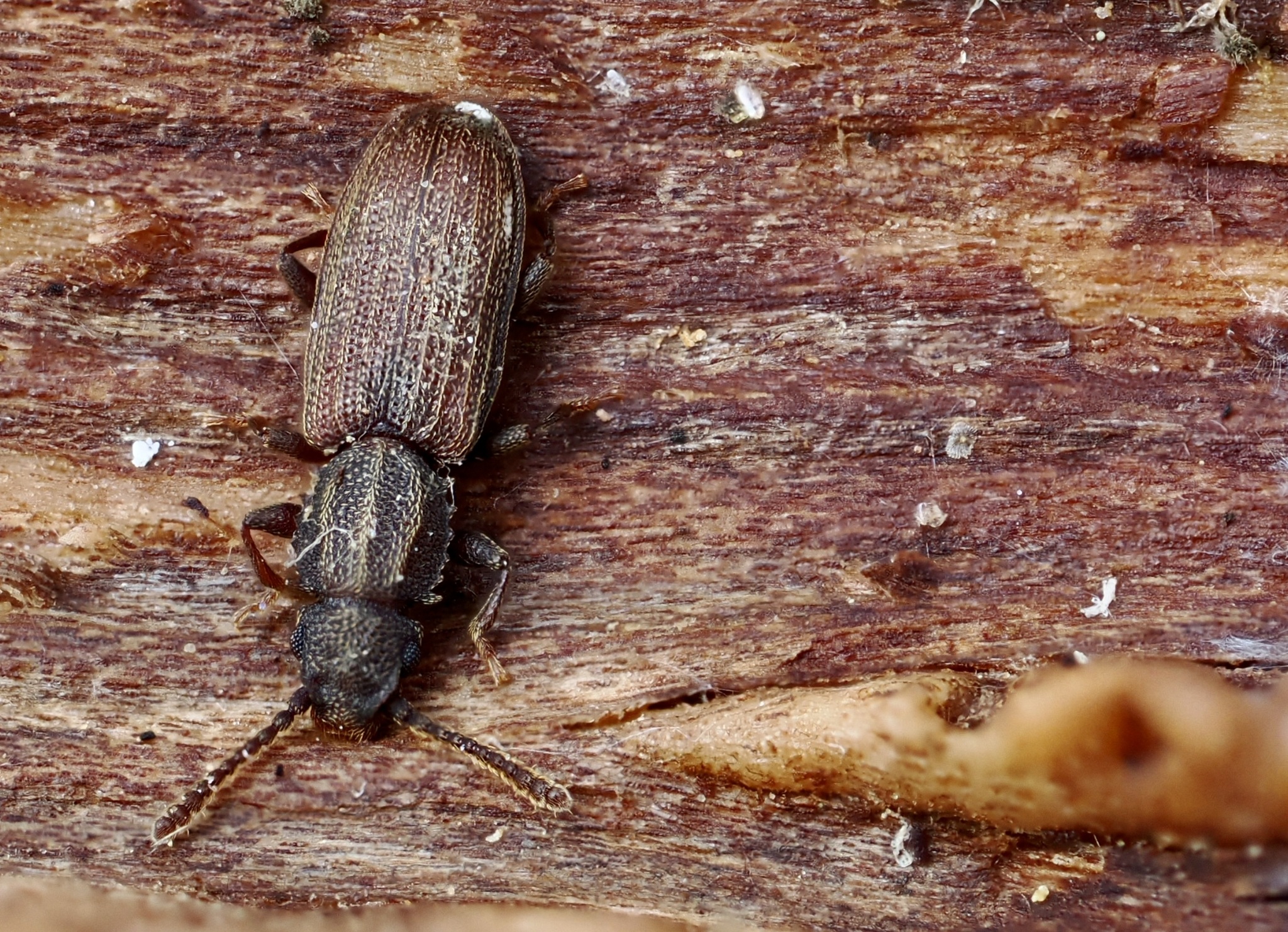 Merchant Grain Beetle