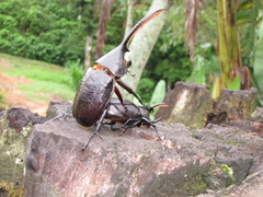 Dynastes septentrionalis