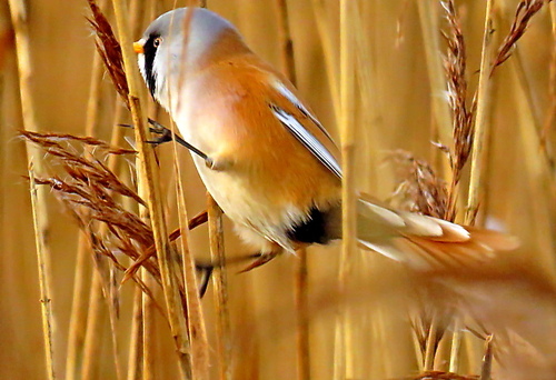 Bearded Reedling (Panurus biarmicus), photo 4