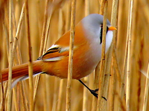 Bearded Reedling (Panurus biarmicus), photo 5