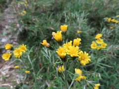 Picris hieracioides morrisonensis