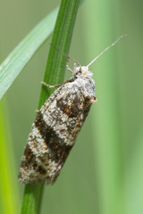 Philedonides lunana