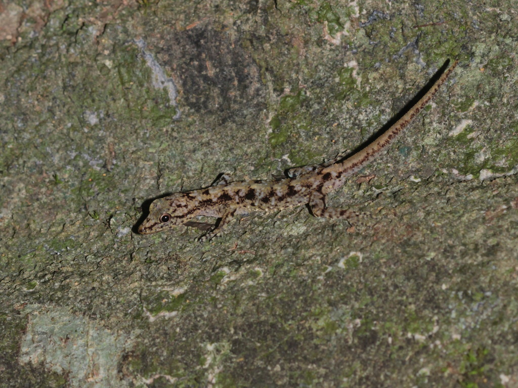 Phuket Day Gecko