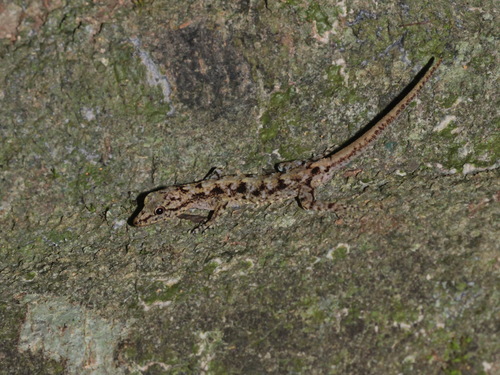 Phuket Day Gecko, Cnemaspis phuketensis