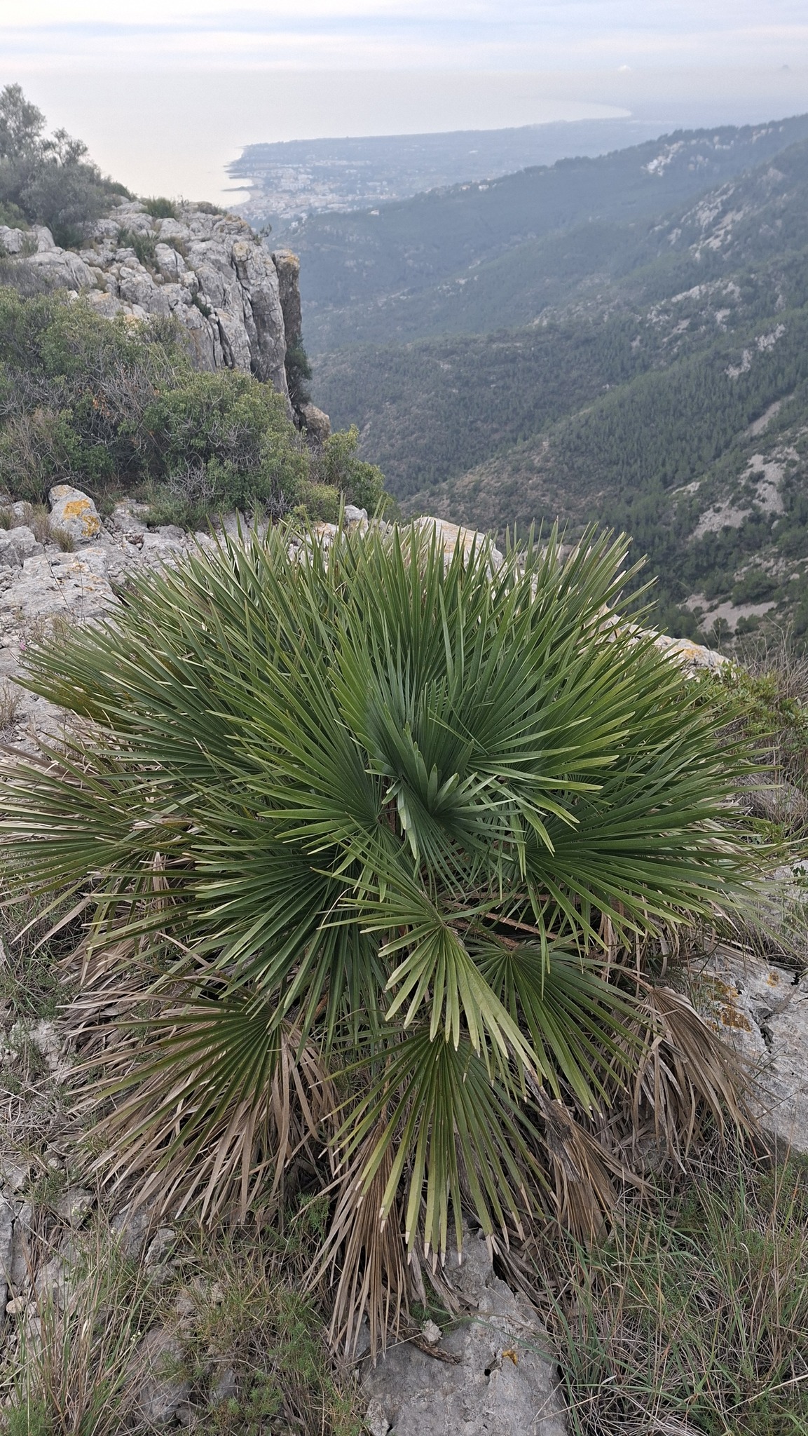 European fan palm