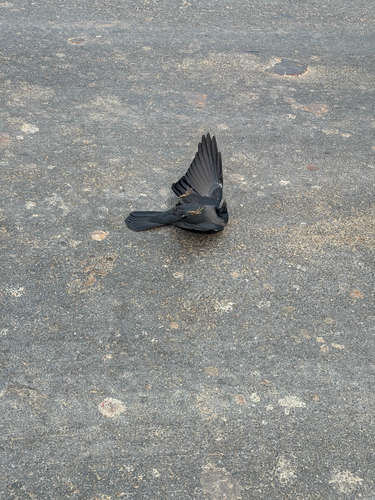 House Crow (Corvus splendens), photo 4