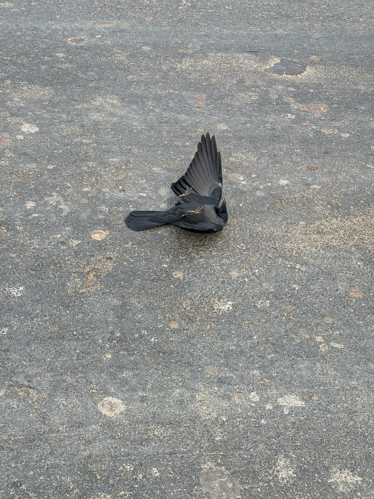House Crow (Corvus splendens), photo 5