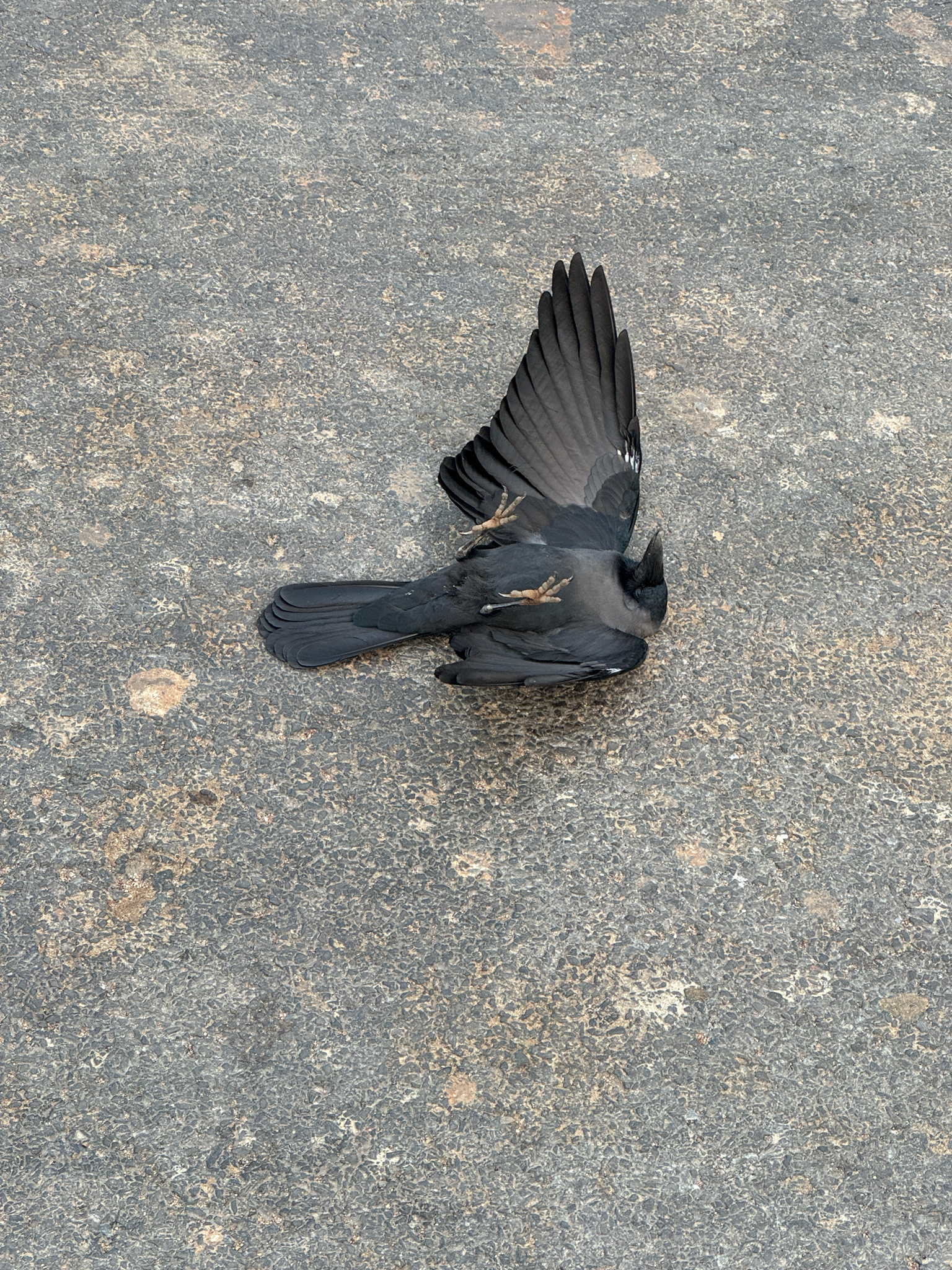 House Crow (Corvus splendens), photo 4