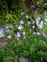 Veronica morrisonicola