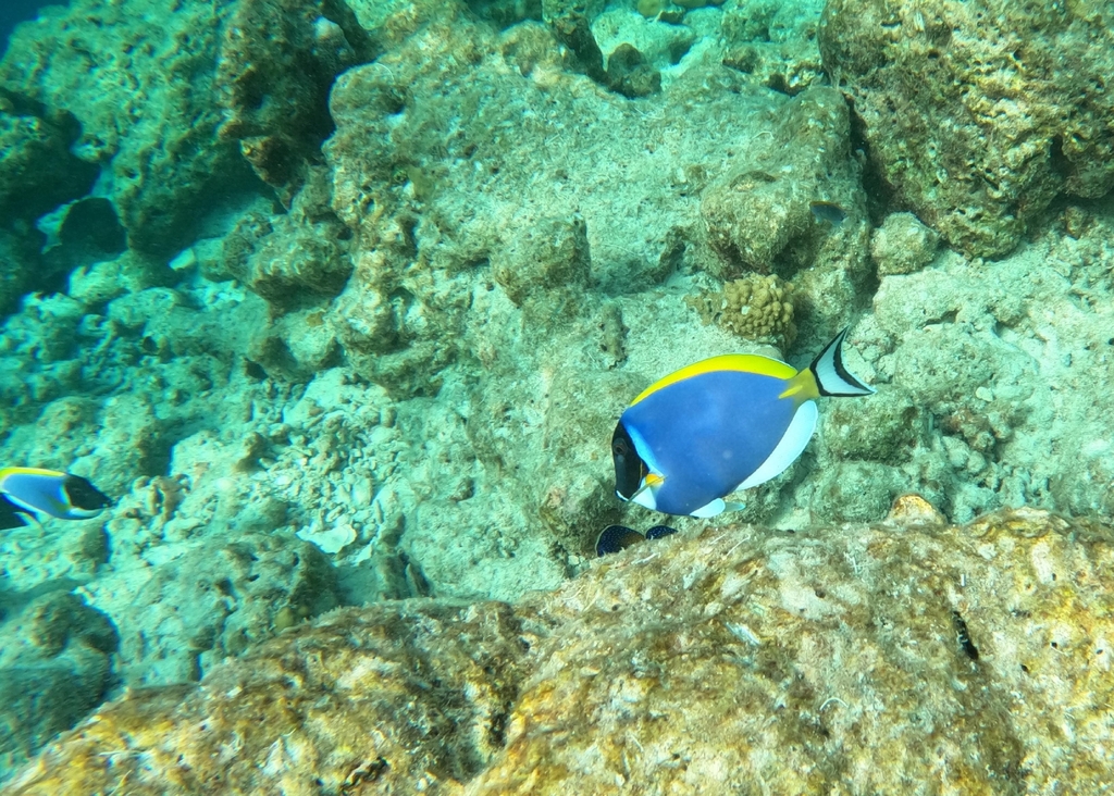 Blue surgeonfish (Acanthurus leucosternon) — Acanthuridae
