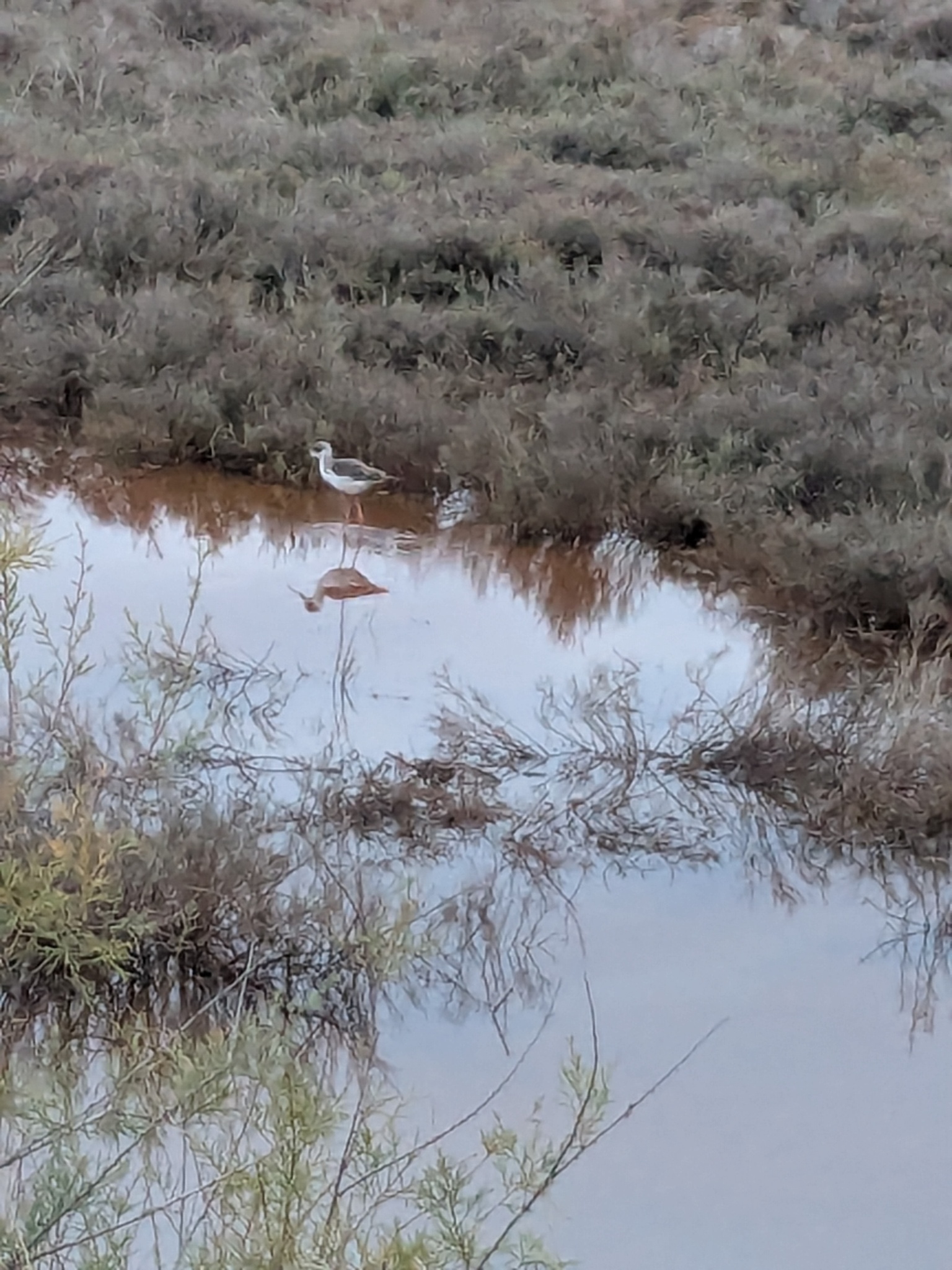 Black-winged Stilt (Himantopus himantopus), photo 2