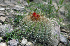Parodia maassii