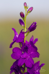 Consolida orientalis