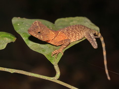 Acanthosaura phuketensis