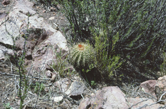 Parodia maassii