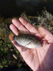 Cichlasoma bimaculatum