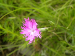 Dianthus longicalyx