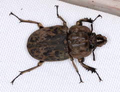Ryssonotus nebulosus