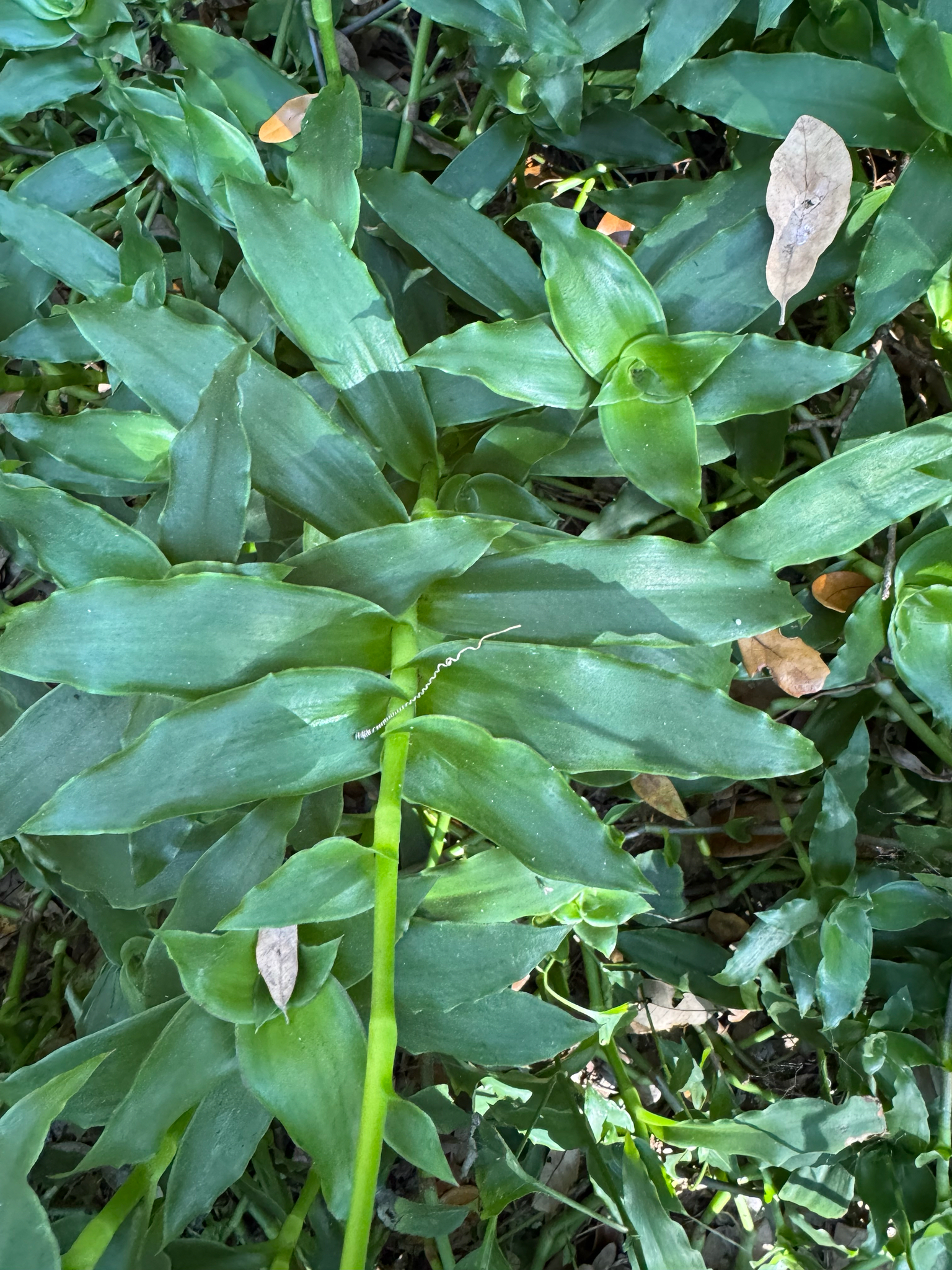 Basket plant