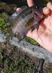 Cichlasoma bimaculatum