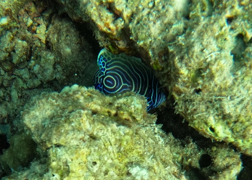 Angel fish (Pomacanthus imperator) — Pomacanthidae