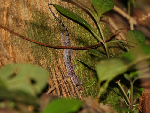 Ranong Bent-toed Gecko, Cyrtodactylus ranongensis