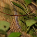 Ranong Bent-toed Gecko - Photo (c) ian_dugdale, some rights reserved (CC BY)