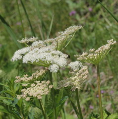 Peucedanum ostruthium