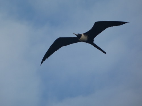 Magnificent Frigatebird (Fregata magnificens), photo 7
