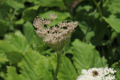 Peucedanum ostruthium