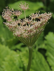 Peucedanum ostruthium