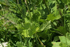 Peucedanum ostruthium