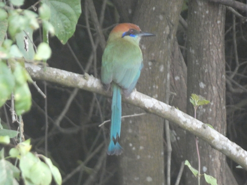 Russet-crowned Motmot (Momotus mexicanus)