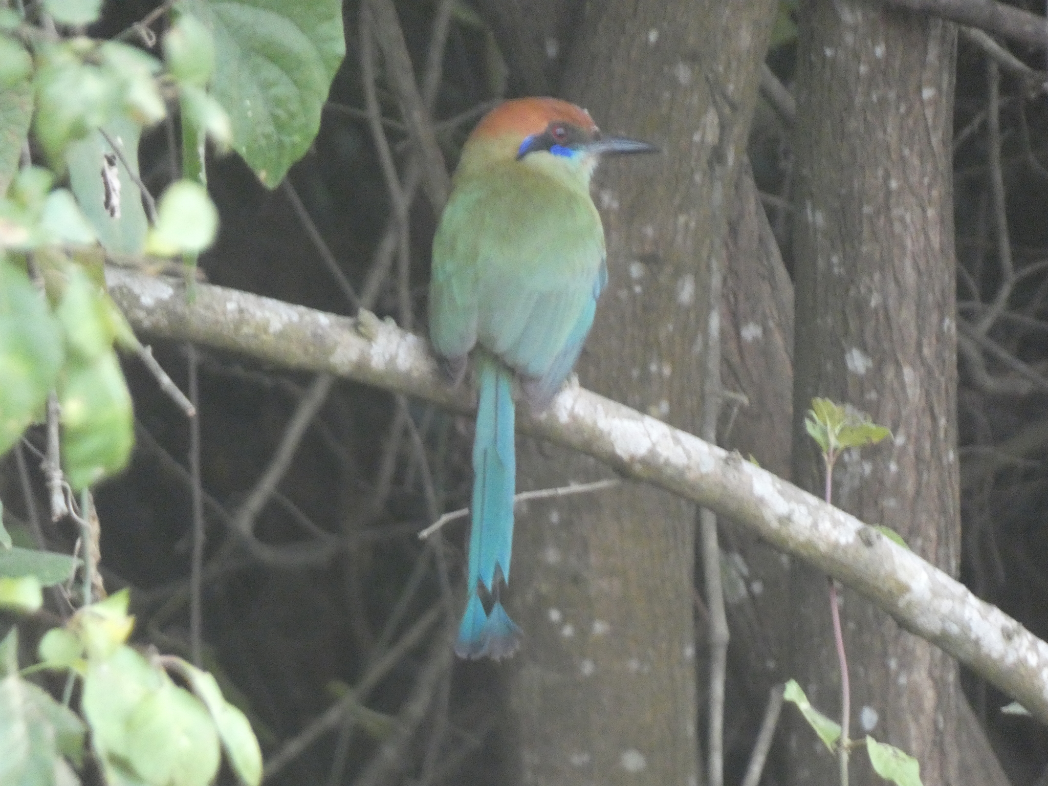 Russet-crowned Motmot (Momotus mexicanus), photo 1