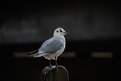 Chroicocephalus ridibundus