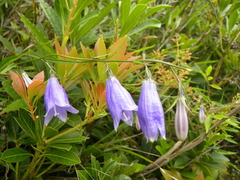 Adenophora morrisonensis