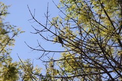 Haemorhous mexicanus