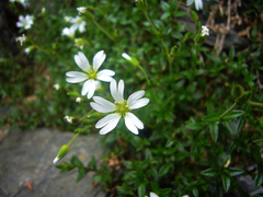 Cerastium morrisonense