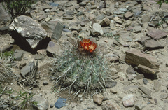 Parodia maassii